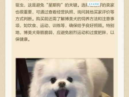 俊介多少钱一只一年？(养狗预算明细告诉你)