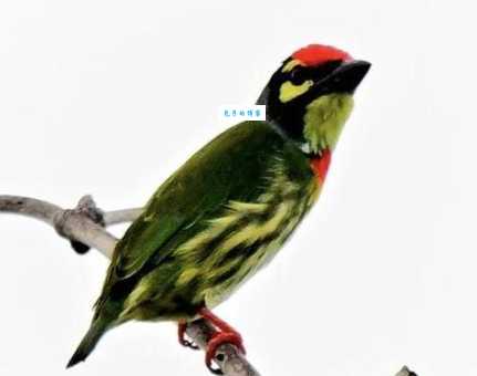 赤胸拟啄木鸟怎么拍好看?分享几个摄影小技巧。