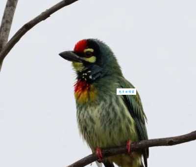 赤胸拟啄木鸟怎么拍好看？分享几个摄影小技巧。