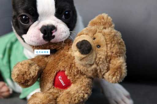 波士顿梗性格怎么样？活泼粘人是你的菜吗？