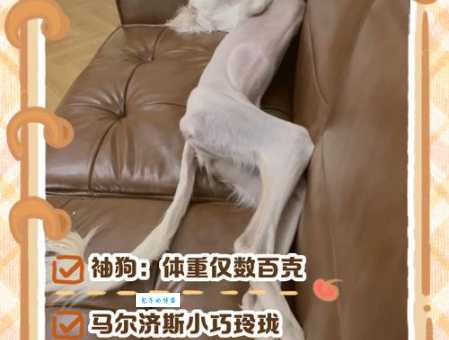 穆熙妍的狗是什么品种？萌翻网友的秘密终于揭晓！