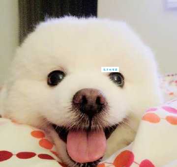 穆熙妍的狗是什么品种？萌翻网友的秘密终于揭晓！