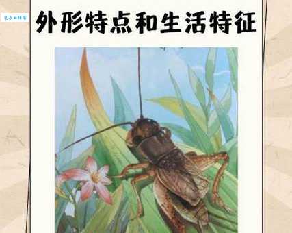 搞不清蟋蟀是蛐蛐吗？一文带你彻底搞懂！