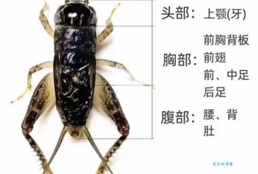 搞不清蟋蟀是蛐蛐吗?一文带你彻底搞懂!