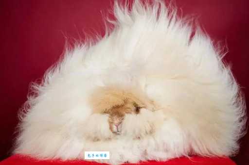 安哥拉兔掉毛厉害怎么办？教你轻松打理兔毛！