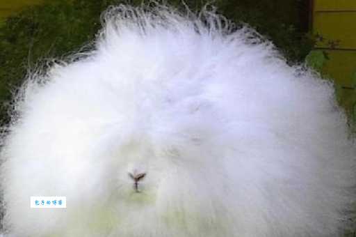 安哥拉兔掉毛厉害怎么办?教你轻松打理兔毛!