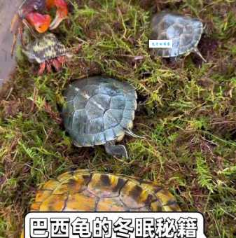 巴西龟冬眠会死吗？这几个误区别再犯了！