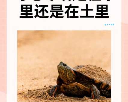 巴西龟冬眠会死吗？这几个误区别再犯了！