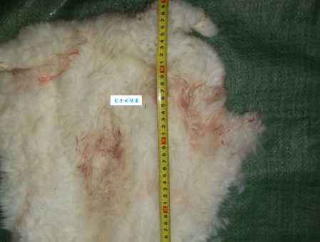 哪里能卖长毛兔兔毛价格好(推荐几个靠谱渠道)