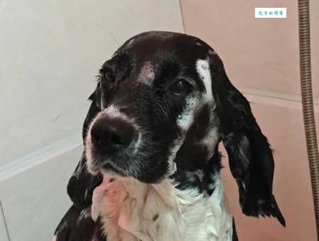 比格犬多少钱一只？比格犬价格区间大揭秘！