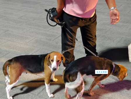 比格犬多少钱一只？比格犬价格区间大揭秘！