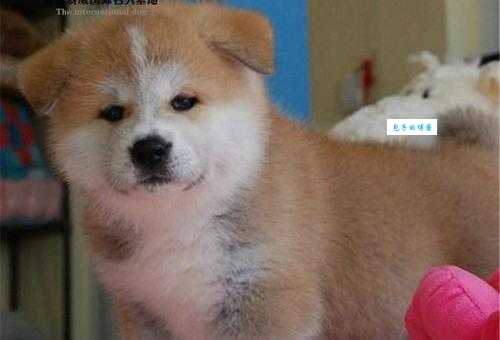秋田犬俊介哪里买？教你辨别纯种幼犬！