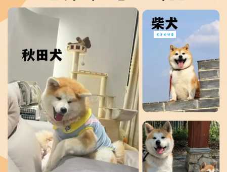 秋田犬俊介哪里买？教你辨别纯种幼犬！