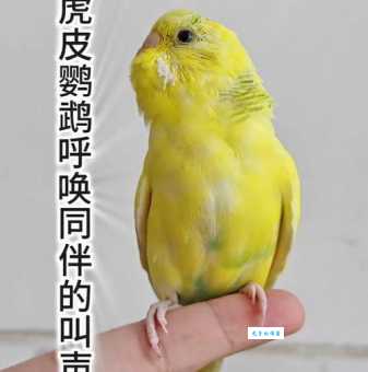 想让虎皮鹦鹉开口说话？试试这几个小妙招！