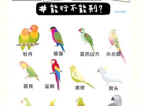 黑领情侣鹦鹉怎么繁殖？高手支招成功率高！