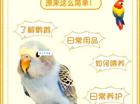 黑领情侣鹦鹉怎么繁殖？高手支招成功率高！