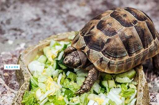 豹龟流鼻涕需要隔离吗？这些护理知识要牢记！