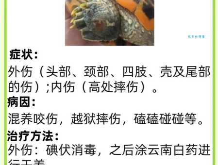 豹龟流鼻涕需要隔离吗？这些护理知识要牢记！