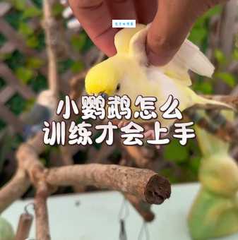 花鹩哥会说话吗？训练花鹩哥开口的秘诀！