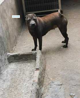 沙皮狗多少钱一只？影响价格的因素有哪些？