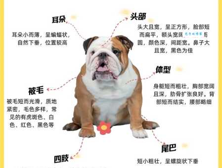 沙皮狗多少钱一只?影响价格的因素有哪些?