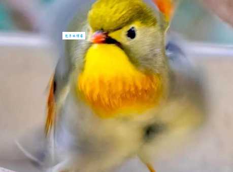 相思鸟一般多少钱一只？不同品种价格大不同！