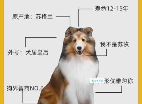 喜乐蒂吃什么狗粮好避免肠胃问题？专家教你选！