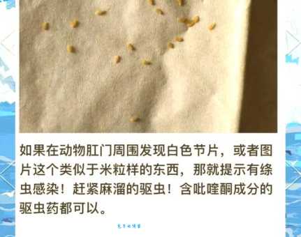 犬绦虫病怎么预防？养狗人必看这几个方法！