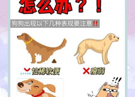 犬绦虫病怎么预防？养狗人必看这几个方法！