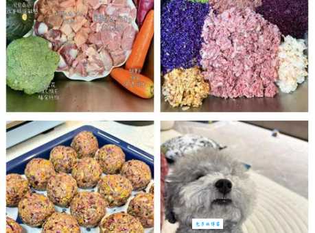 苏格兰牧羊犬吃什么饭？自制狗粮食谱超简单！