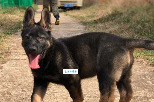 昆明狼犬的优缺点是什么？饲养前必看指南！