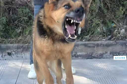 昆明狼犬的优缺点是什么？饲养前必看指南！