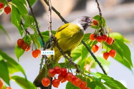 大绿雀鹎在哪里能看到？这些地方是它们的家园！