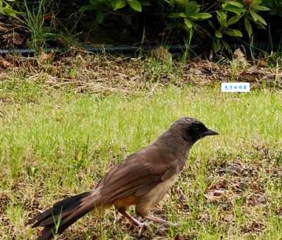 大绿雀鹎在哪里能看到?这些地方是它们的家园!