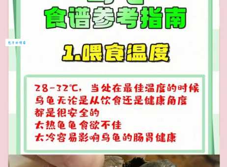 陆龟冬天怎么过？保暖加湿注意这几点！