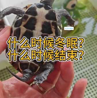 陆龟冬天怎么过？保暖加湿注意这几点！