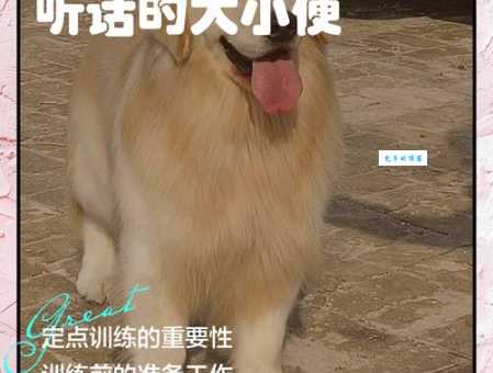 训练狗大小便总失败？快来学学这些实用小技巧！