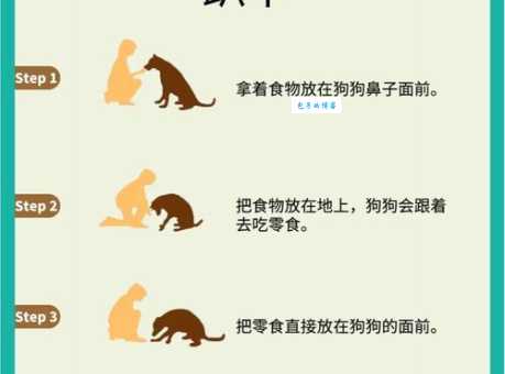 训练狗大小便总失败？快来学学这些实用小技巧！