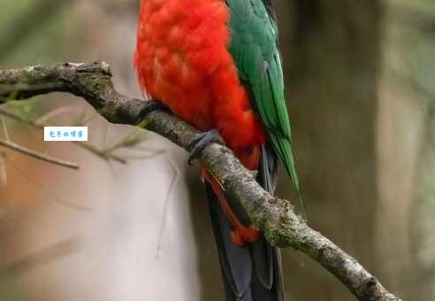 澳洲国王鹦鹉能说话吗？训练技巧大公开！