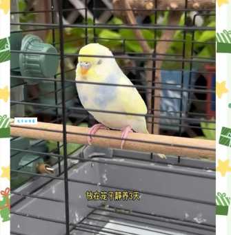 澳洲国王鹦鹉能说话吗？训练技巧大公开！