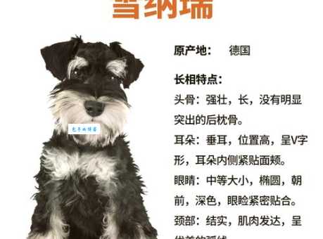 纯种雪狼狗多少钱一只？不同品相价位全解读！