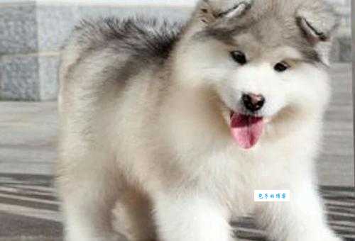 纯种雪狼狗多少钱一只？不同品相价位全解读！