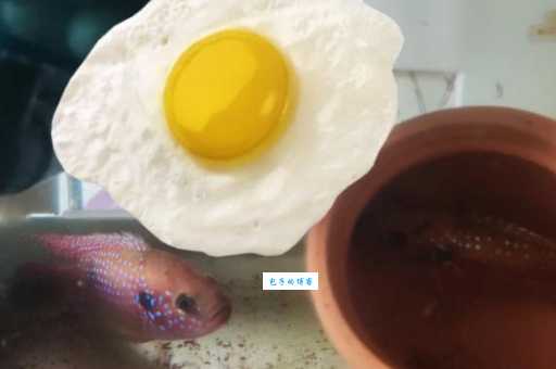 红宝石鱼价格多少钱？哪里能买到优质鱼苗？