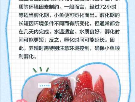 红宝石鱼价格多少钱？哪里能买到优质鱼苗？