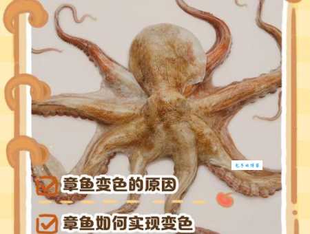 剧毒章鱼被当宠物卖别跟风 (盲目饲养可能会带来大麻烦)