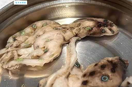 剧毒章鱼被当宠物卖别跟风 (盲目饲养可能会带来大麻烦)