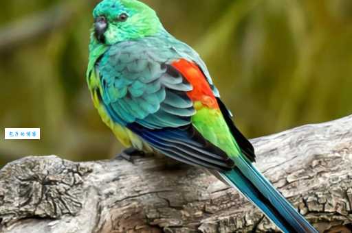 红腰鹦鹉的寿命多长？如何让它健康活更久？