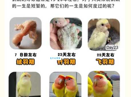 红腰鹦鹉的寿命多长？如何让它健康活更久？