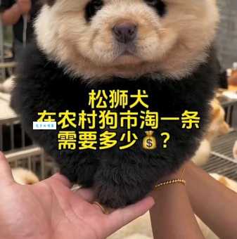 纯种松狮价格一般多少钱？新手买狗必看攻略！