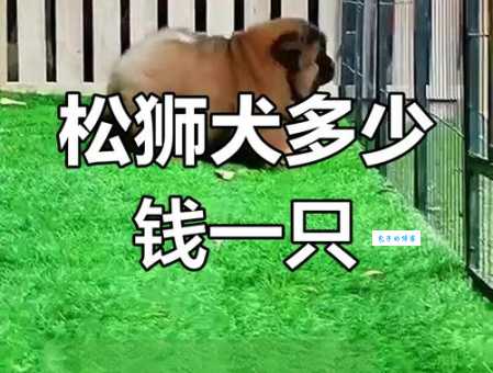 纯种松狮价格一般多少钱？新手买狗必看攻略！